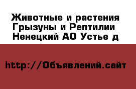 Животные и растения Грызуны и Рептилии. Ненецкий АО,Устье д.